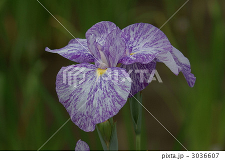 花菖蒲　鳴海潟 3036607