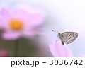 3036742