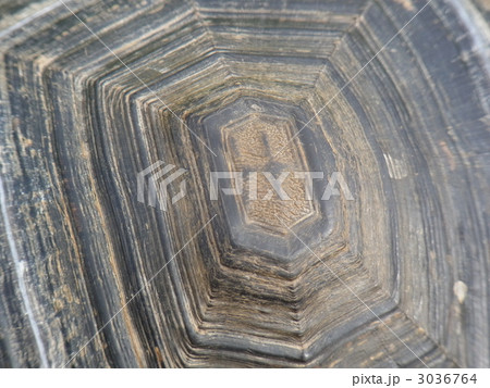 アルダブラゾウガメの甲羅 3036764