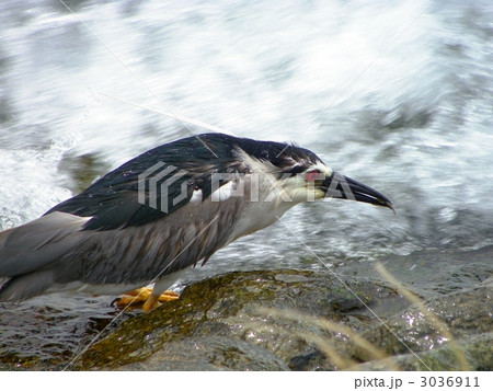 急流で漁をするゴイサギ 3036911