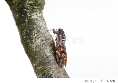 口吻を挿すアブラゼミ 口吻を挿すアブラゼミ 3036926