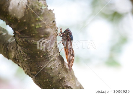 口吻を挿すアブラゼミ 口吻を挿すアブラゼミ 3036929