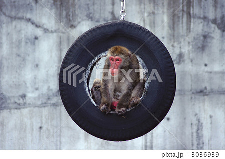 タイヤ猿 まんなか タイヤ猿 まんなか 3036939