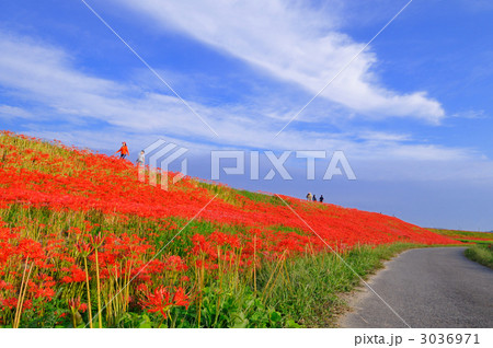 童話の村の彼岸花 3036971