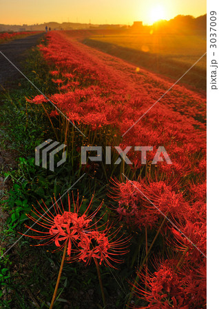 童話の村のヒガンバナ 3037009