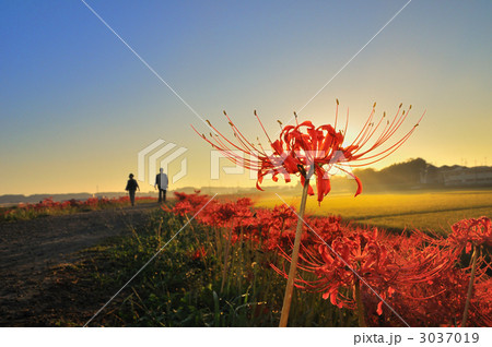 童話の村のヒガンバナ 3037019