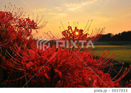 童話の村の彼岸花 童話の村の彼岸花 3037033
