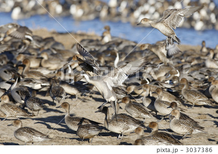 オナガガモの群れ 3037386