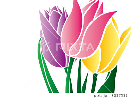 花 チューリップ ちゅーりっぷのイラスト素材