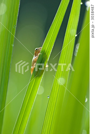 田んぼのカエル 3038487