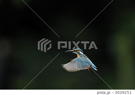 カワセミのホバリング 3039251