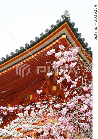 仁和寺の御室桜 3039254