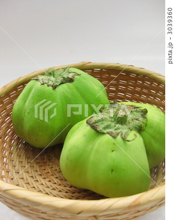 埼玉青大丸茄子 埼玉青大丸茄子 3039360