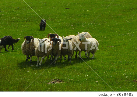 疾走する羊2 3039485
