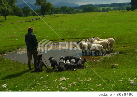 スコットランドの羊飼いの写真素材