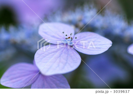 紫陽花 紫陽花 3039637