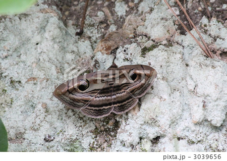 歯車巴蛾 歯車巴蛾 3039656