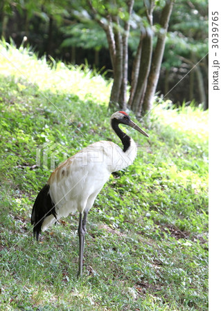 岡山県自然保護センターのタンチョウヅル 岡山県自然保護センターのタンチョウヅル 3039765