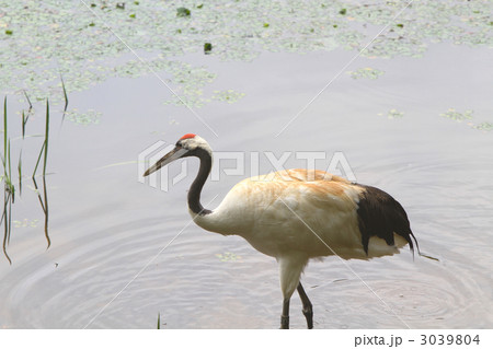 岡山県自然保護センターのタンチョウヅル 岡山県自然保護センターのタンチョウヅル 3039804