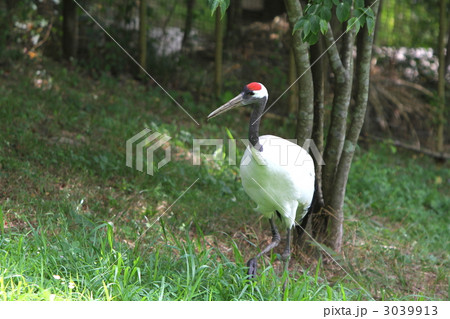 岡山県自然保護センターのタンチョウヅル 3039913
