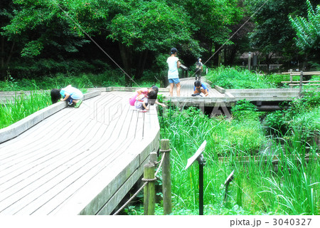 夏　ザリガニ釣り　森林公園 3040327