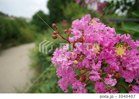 百日紅の花と遊歩道 百日紅の花と遊歩道 3040407