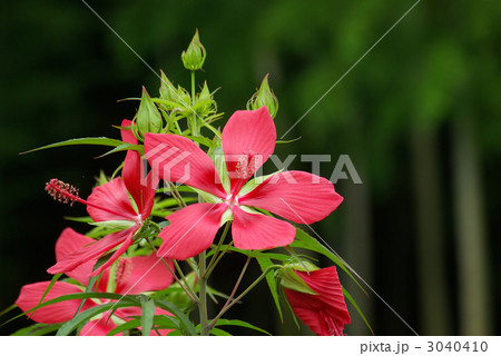 紅葉葵 紅葉葵 3040410