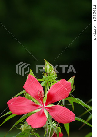 紅葉葵 3040412