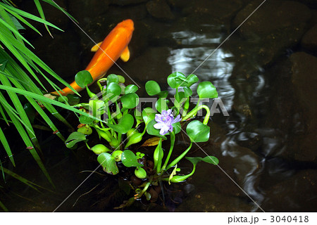 赤い鯉の泳ぐ池 赤い鯉の泳ぐ池 3040418