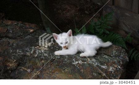 子猫 子猫 3040451