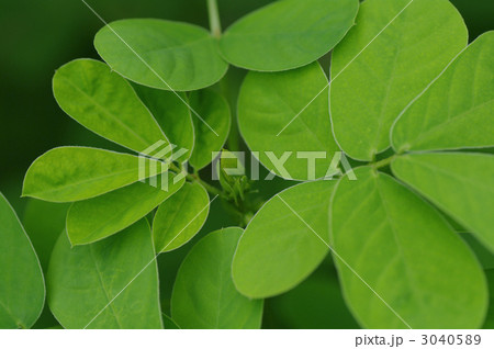 エビスグサ 3040589