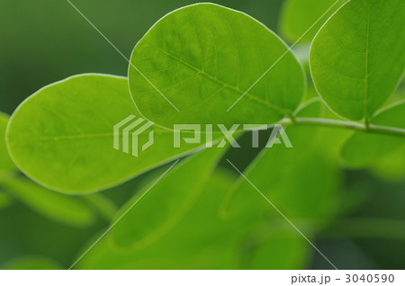 エビスグサ 3040590