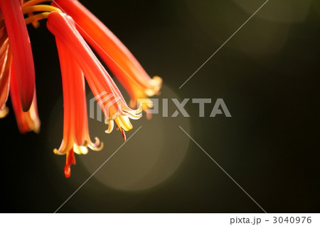 アロエの花 3040976