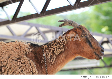 ヤクシマヤギ ヤクシマヤギ 3041017