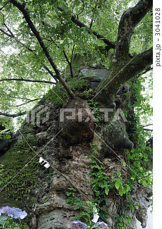 神代ケヤキ 3041028