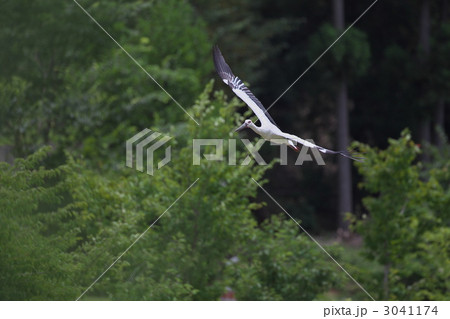 コウノトリ コウノトリ 3041174