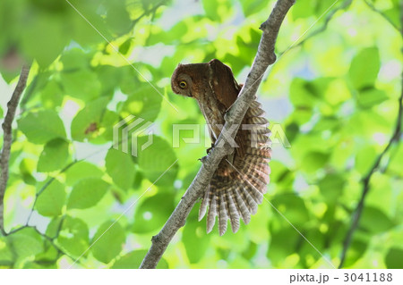 コノハズク 3041188