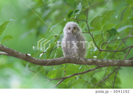 コノハズク 3041192