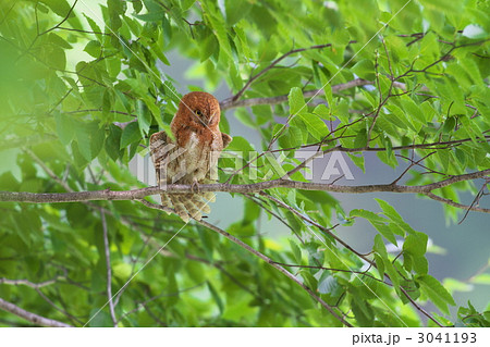 コノハズク 3041193