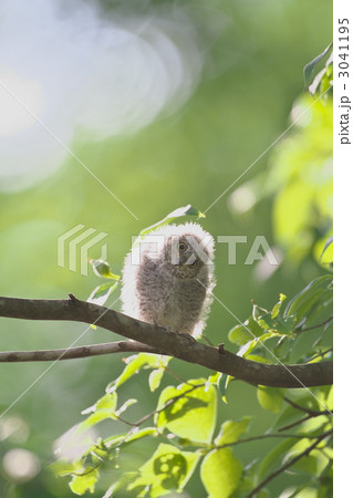 コノハズク 3041195