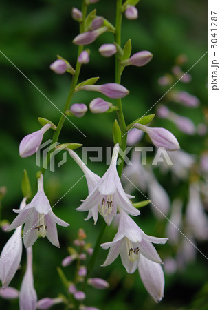 植物・オオバギボウシ ユリ科 植物・オオバギボウシ ユリ科 3041287