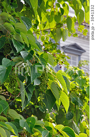 樹木・イイギリ イイギリ科 樹木・イイギリ イイギリ科 3041332