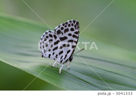 ゴイシシジミ 3041333