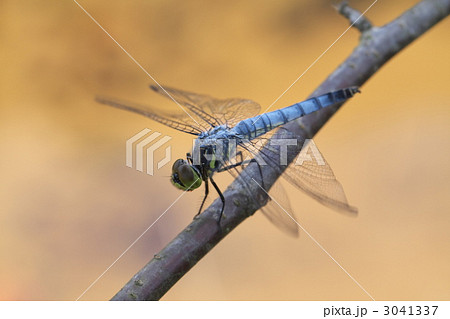 シオカラトンボ 3041337