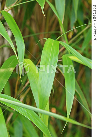 植物・シノダケ　イネ科 3041353