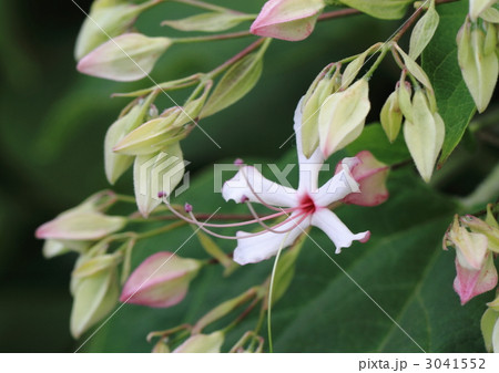クサギの花 3041552