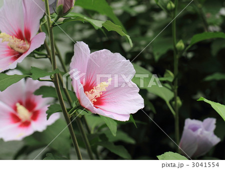 ピンクのムクゲの花 3041554