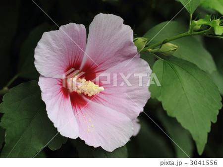 ピンクのムクゲの花 ピンクのムクゲの花 3041556