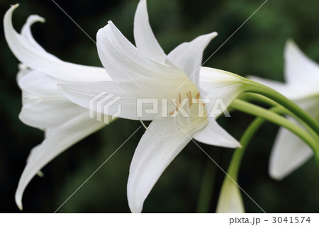 純白のユリの花 3041574