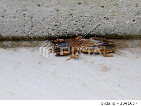 ケラ ケラ 3041657